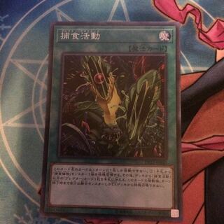 捕食活動 SR 美品