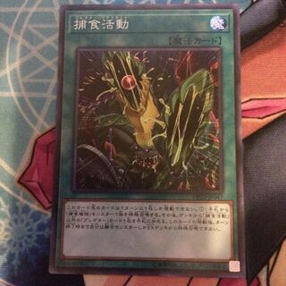 捕食活動 SR 美品