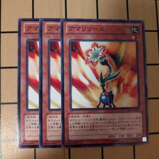 アマリリース　wstorm