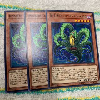 捕食植物ドロソフィルム・ヒドラ