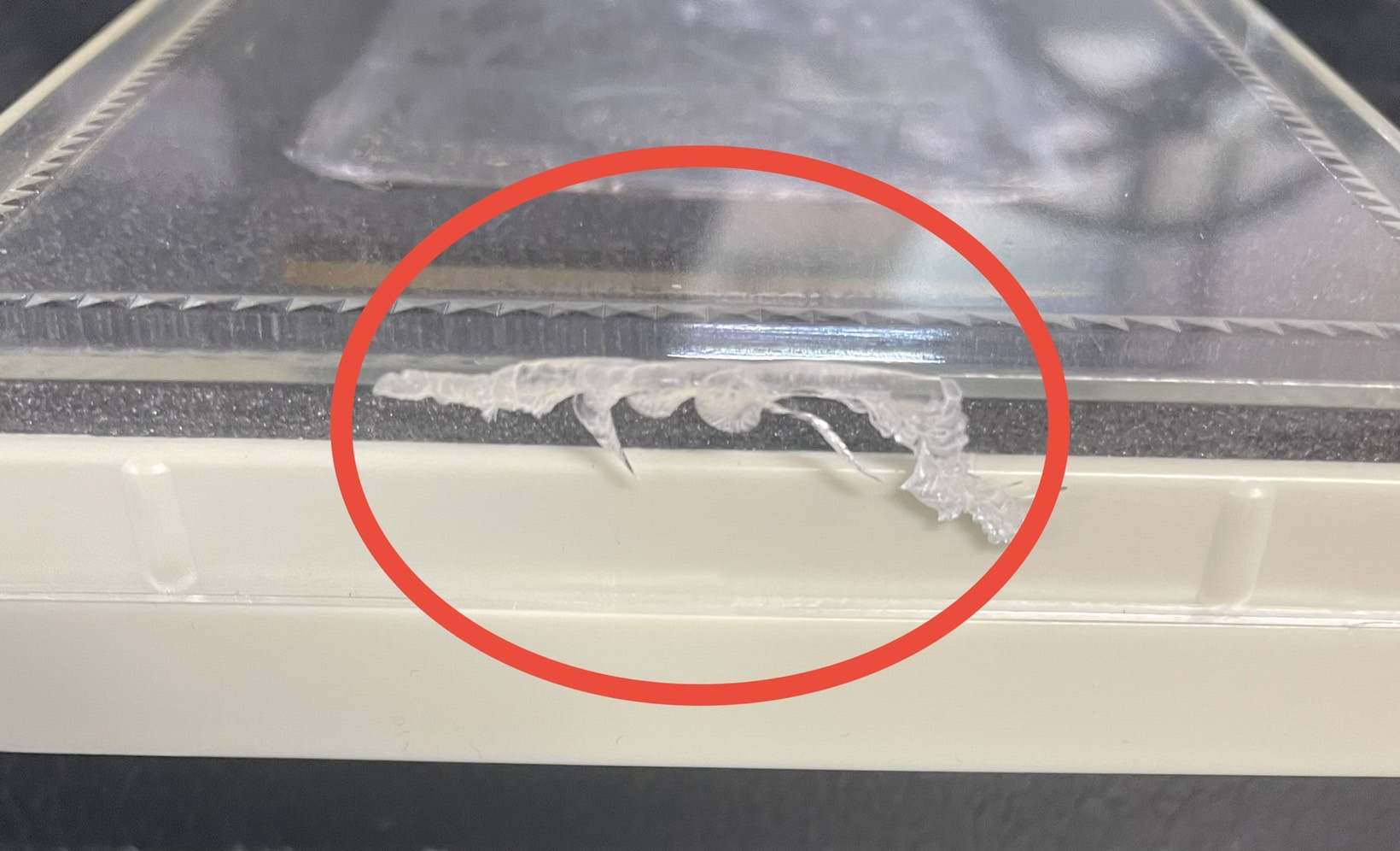 Exterior Scratches] Ginga Greatsword Guy Heart / Fever Blood Star Dragon Guy Ginga (DUEMA Koshien Silver Plate) [VV] {DMR15VV1b/VV1/VV1a/VVV1} [Psychic dimension