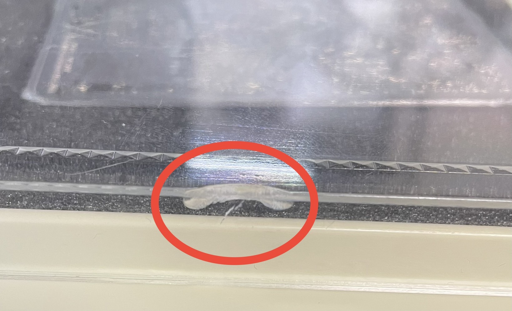 Exterior Scratches] Ginga Greatsword Guy Heart / Fever Blood Star Dragon Guy Ginga (DUEMA Koshien Silver Plate) [VV] {DMR15VV1b/VV1/VV1a/VVV1} [Psychic dimension