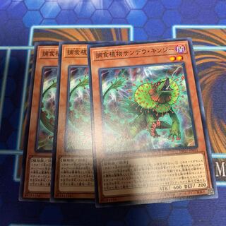 捕食植物サンデウ・キンジー