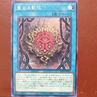 Sacred thistle flower Normal ROTA-JP053