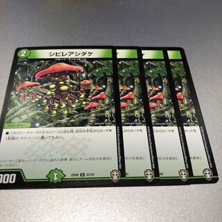 シビレアシダケ(4枚)