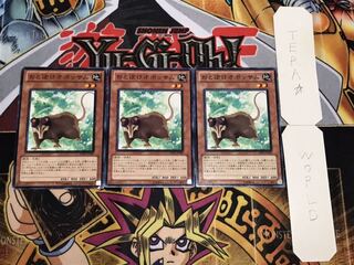 Playful Possum Normal Set of 3 Tera