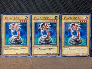 【ぽぽたん】遊戯王 2646 ヴェノム・コブラ 3枚 ノーマル 3枚