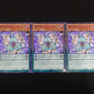 捕食植物スパイダー・オーキッド N