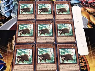 Playful Possum Normal 9-card set Tera