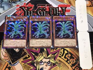 捕食植物セラセニアント ノーマルパラレル 3枚セット てら