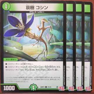 Turtle exclusive use Liju Koshin C 75/76