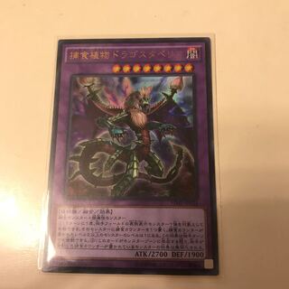 マドレース 捕食植物ドラゴスタペリア UR