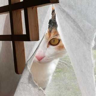 メラヴォルカル募集中です！1300で4枚お願いします！