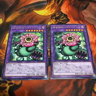 捕食植物キメラフレシア R 2枚