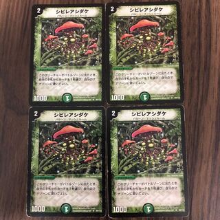 シビレアシダケ