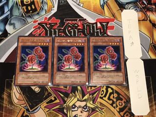 返り咲く薔薇の大輪 レア 3枚セット てら