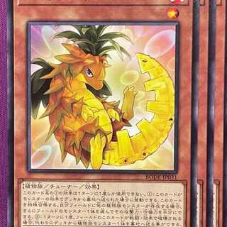 BOD31N 陽竜果フォンリー 3枚