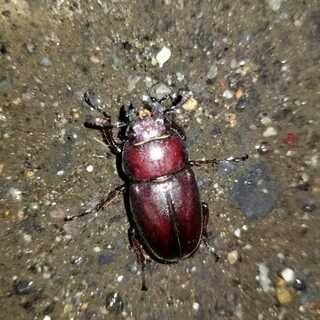 デュエルマスターズ
ドンドン水撒くナウ