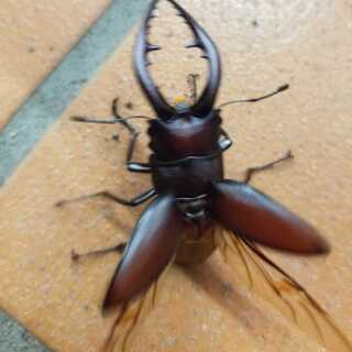 デュエルマスターズ
ドンドン水撒くナウ