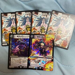 Argiope amoena (an Oriental species of orb-weaving spider)