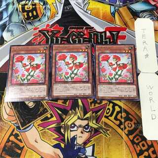 Rose Girl 1 rare, set of 3 Tera