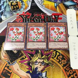 Rose Girl 2 Rare, set of 3 Tera