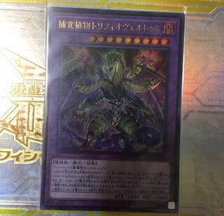 捕食植物トリフィオヴェルトゥム UR