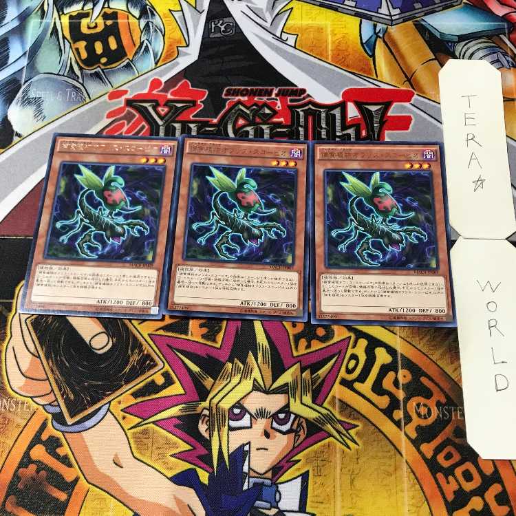 Predaplant Ophrys Scorpio 1 rare, set of 3 Tera.