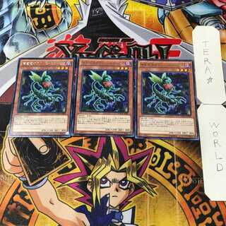 Predaplant Ophrys Scorpio 3 rare, set of 3 Tera.