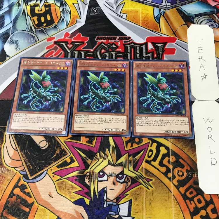 Predaplant Ophrys Scorpio 5 rare, set of 3 Tera.