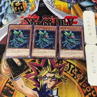 Predaplant Ophrys Scorpio 7 rare, set of 3 Tera.