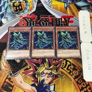 Predaplant Ophrys Scorpio 8 rare, set of 3 Tera.