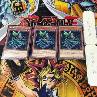 Predaplant Ophrys Scorpio 9 rare, set of 3 Tera.