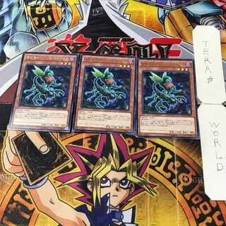 Predaplant Ophrys Scorpio 10 rare, set of 3 Tera.