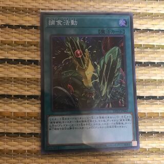 マドレース 捕食活動 SR