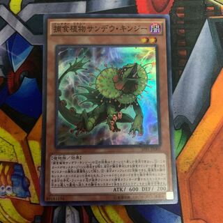 捕食植物サンデウ・キンジー