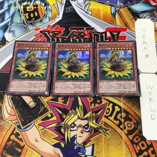 Mariña, Princess of Sunflowers 1 Super set of 3 Tera