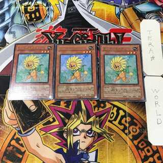 Dandylion 2 Ultra Set of 3 Tera