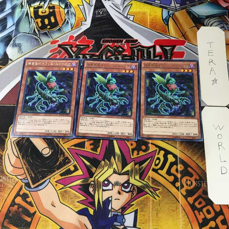 Predaplant Ophrys Scorpio MACR 1 rare, set of 3 Tera.