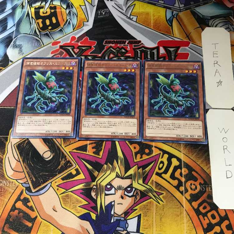 Predaplant Ophrys Scorpio MACR 2 Rare Set of 3 Tera.