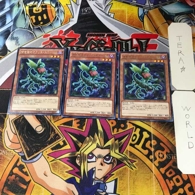 Predaplant Ophrys Scorpio MACR 5 Rare Set of 3 Tera.