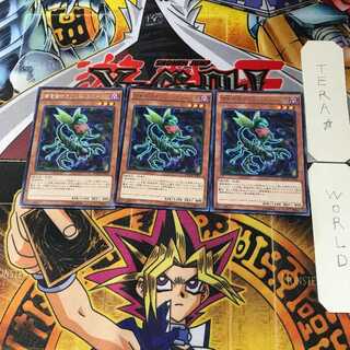 Predaplant Ophrys Scorpio MACR 6 Rare Set of 3 Tera.