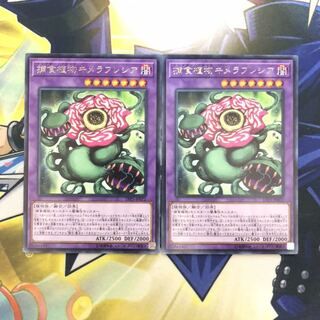 捕食植物キメラフレシア R 2枚