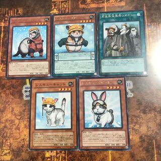 遊戯王☆レスキューラビット、キャット、フェレット、ラット等☆五枚