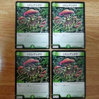 シビレアシダケ　4枚