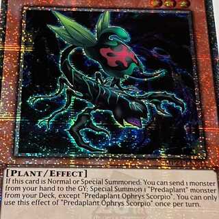 Predaplant Ophrys Scorpio English EU version MP24 QCSCR 25th