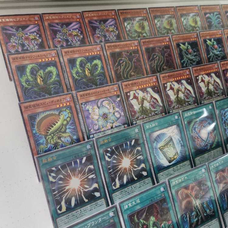 山屋　即日発送　捕食植物デッキ　構築済みデッキ　まとめ売り　捕食活動　捕食計画　スターヴ・ヴェノム・プレデター・フュージョン・ドラゴン　捕食植物トリフィオヴェルトゥム　捕食植物ドラゴスタペリア