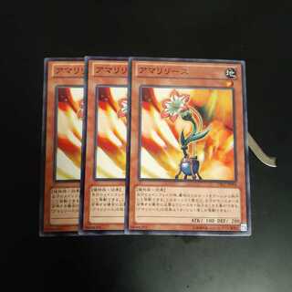 アマリリース　wstorm