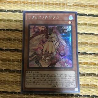 マドレース カクリヨノチザクラ SE