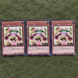 占術姫コインノーマ R 3枚